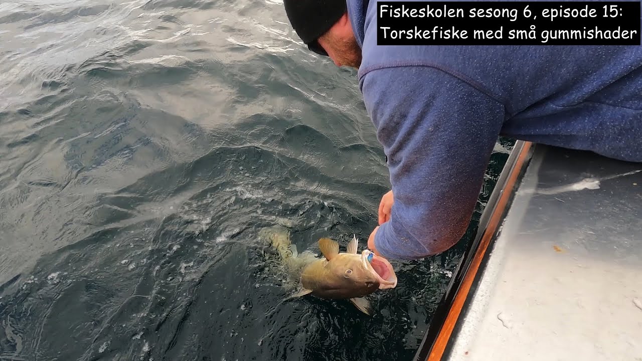 Fiskeskolen sesong 6, episode 15_ Torskefiske med små gummishader