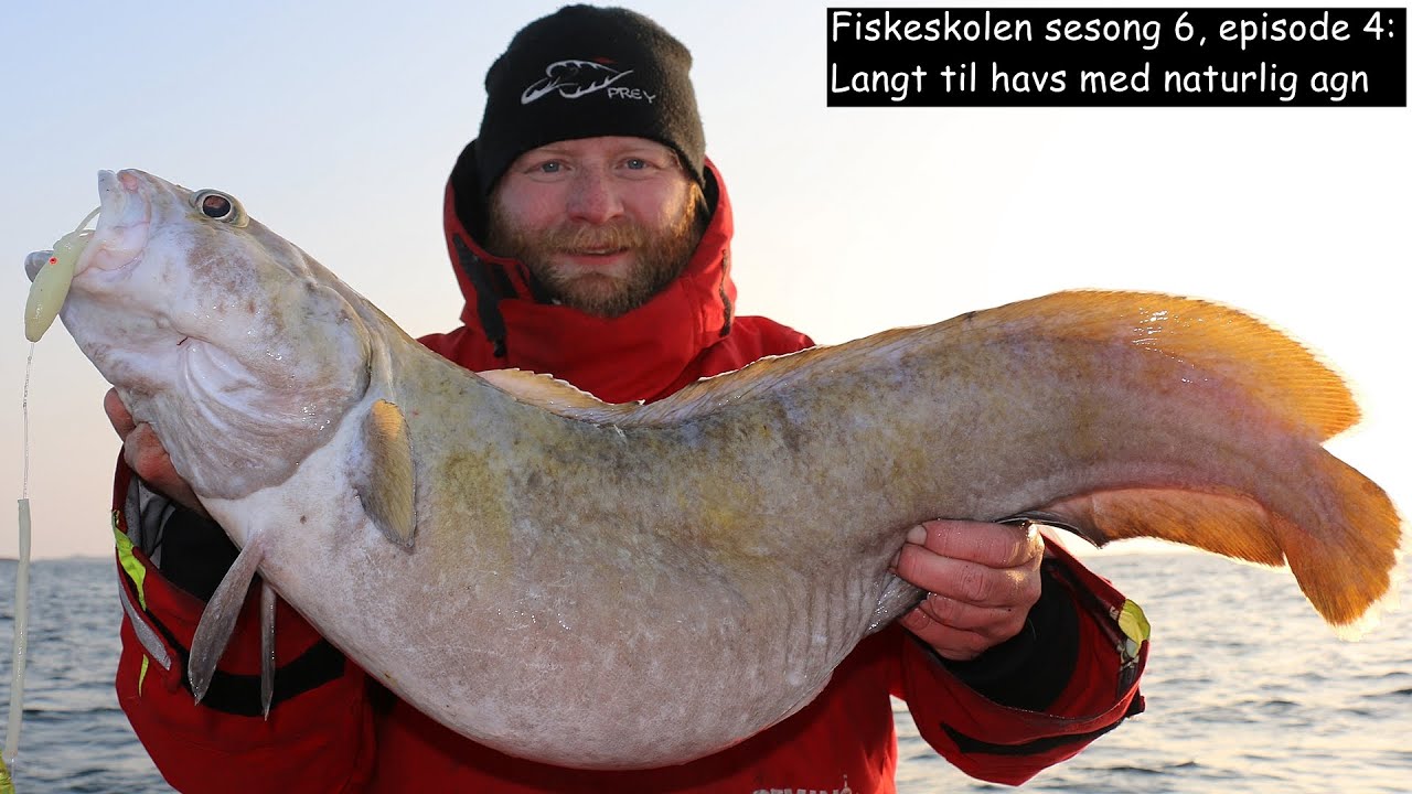 Fiskeskolen sesong 6, episode 4_ Langt til havs med naturlig agn